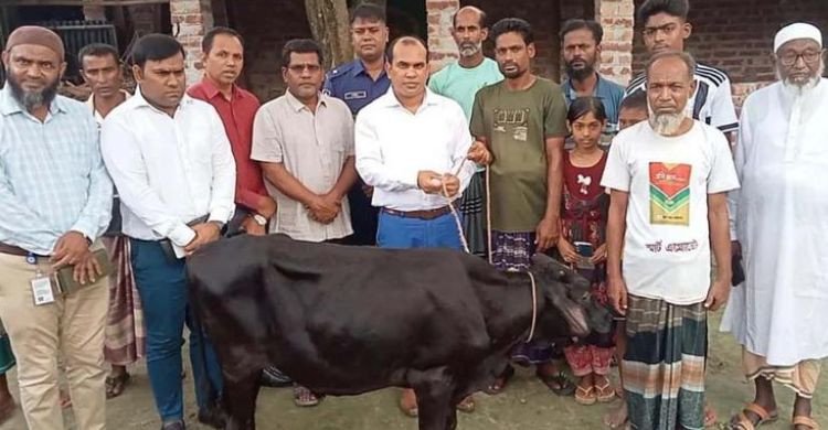 প্রতিমন্ত্রীর গাড়ির ধাক্কায় নিহত ফিরোজার পরিবারকে গাভী দিল উপজেলা প্রশাসন